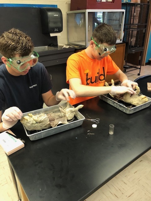 Biology II dissection lab